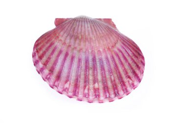 Deniz tarakları beyaz bir arkaplanda izole edilmiş, çok taze.