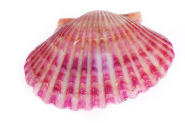 Deniz tarakları beyaz bir arkaplanda izole edilmiş, çok taze.