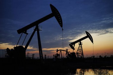 Yeşil fasulyeler vahşi doğada yetişir, yakın plan resimler. 