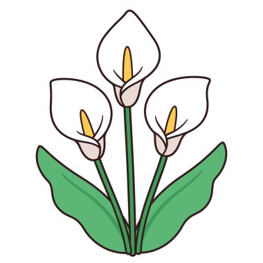 Kalla zambak buketi çizimi, basit ve zarif bir tasarım. Yapraklı üç beyaz zambak, izole vektör çizimi.