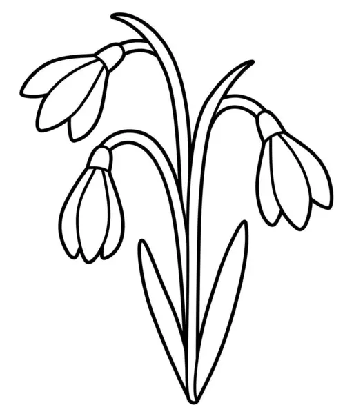 Schneeglöckchen Blumenstrauß Schwarz Weiße Linienzeichnung Einfache Zeichentrickskizze Zum Ausmalen Vektor Vektorgrafiken