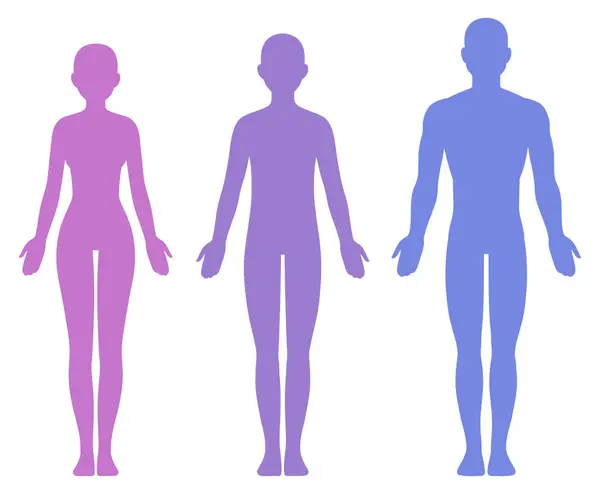 Mužská Ženská Unisexová Silueta Těla Izolovaná Ilustrace Vektorového Klipu Royalty Free Stock Ilustrace