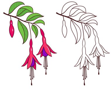 Chilco, Fuchsia Magellanica, dayanıklı fuşya çizimi. Yapraklı dallar, renkli çiçekler ve siyah beyaz çizgiler. El çizimi vektör çizimi resim çizimi.