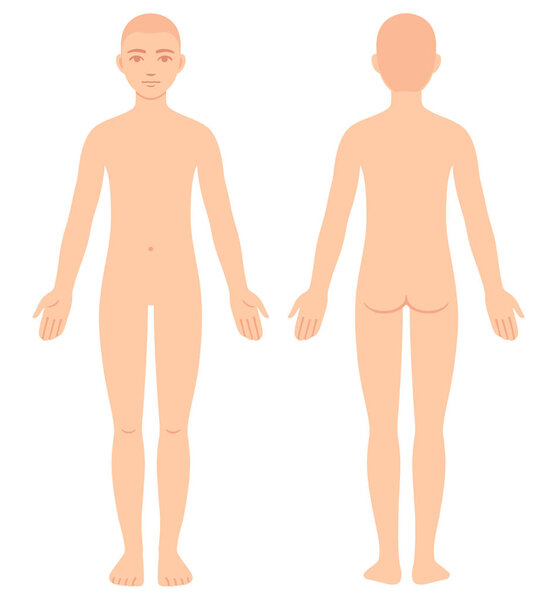 Unisex body chart, front and back view. Blank androgynous body template for medical infographic. Isolated flat color vector illustration.
