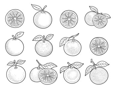 Bu siyah ve beyaz resimde, bazıları yapraklı, dilimlenmiş portakallar sergileniyor. Portakallar basit bir şekilde çiziliyor, şekillerini ve dokularını vurguluyorlar, besin çizimleri için ideal..