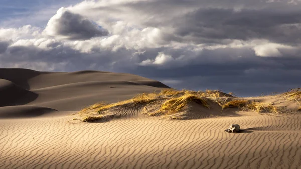 Grass Growing Wind Swept Sand Dunes Dessert Environment Larger Sand — Stock Photo, Image