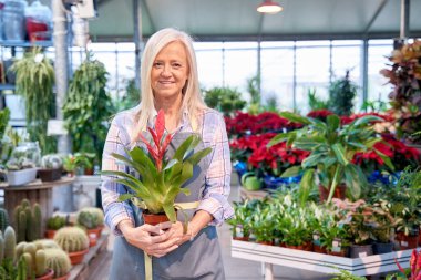 Orta yaşlı bir kadın güzel bir serada çalışıyor renkli çiçek bahçesinde. Beyaz saçlı beyaz kadın elinde bir saksı tutuyor..