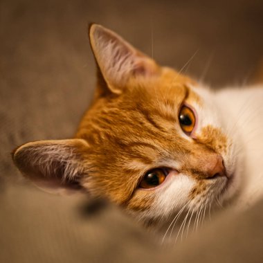  Bir kedinin portresini kapat.