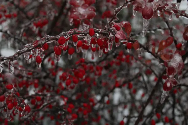 Buzun altındaki barberry.