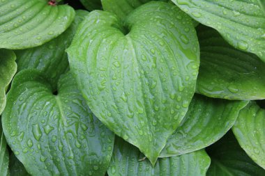 yeşil yaprakları çiğ ile