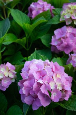 Bahçedeki güzel çiçekler