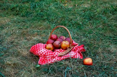 Yeşil çimenlikteki hasır sepette taze elmalar. sağlıklı yiyecekler.
