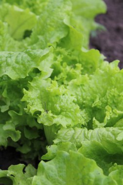 yeşil salata yaprakları doğada
