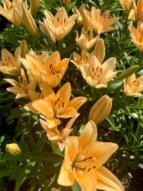 Şeftali zambaklarından bir çiçek bahçesi.