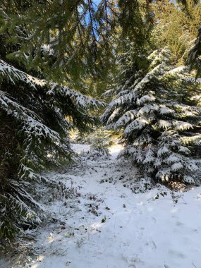 Kış ormanında bir yürüyüş.