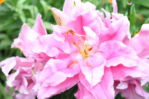Bahçedeki pembe çiçekler