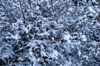 Ormandaki ağaçların dalları üzerinde kar