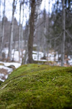 Kış mevsiminde ormanla kaplanmış bulanık bir ağacın dikey görüntüsü.
