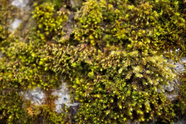 doğada yeşil yosun