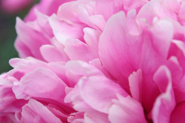 Bahçede pembe şakayık