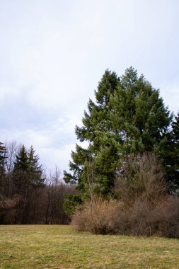 sequoia in the autumn forest