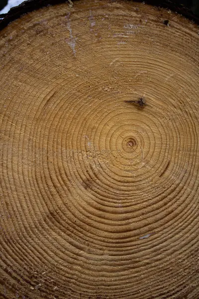 a tree trunk with a circular cut in the center