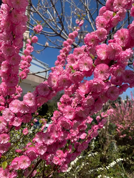 Bahçedeki güzel pembe çiçekler