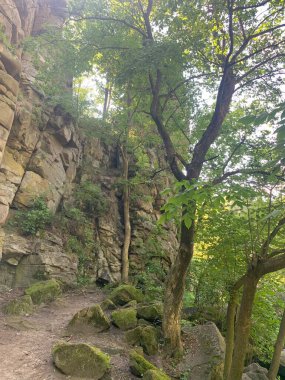 Ormanın güzel manzarası