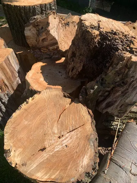 Büyük bir ağacı olan eski tahta kütük.