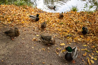 Parktaki göldeki ördekler. Sonbaharda göldeki ördekler.