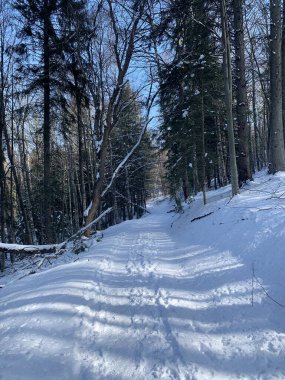 Karda güzel bir kış ormanı