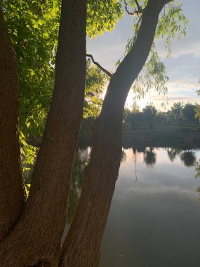 Ağaçları ve yeşil yaprakları olan güzel bir sonbahar parkı
