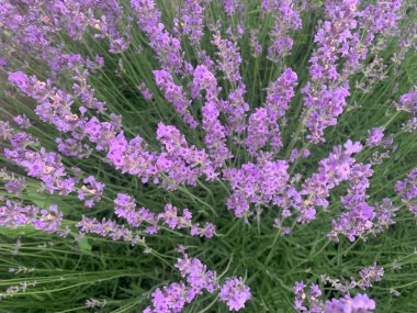 Bahçedeki güzel çiçekler