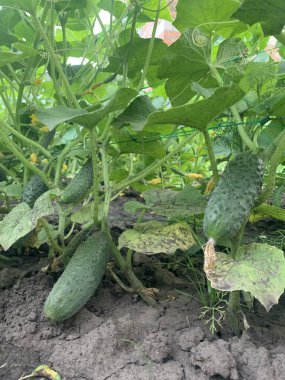 Bahçedeki yeşil salatalıklar