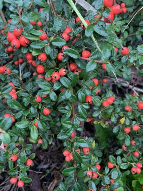 Ağaçtaki kırmızı meyveler