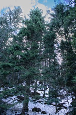 Ormanın güzel bir görüntüsü.