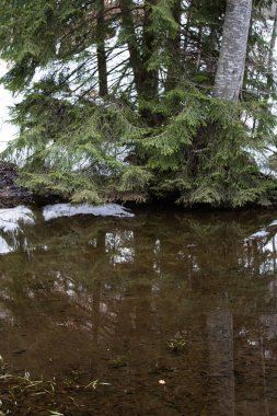 Ormanda ağaçlarla çevrili bir nehrin dikey görüntüsü.