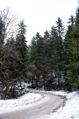 Ağaçlı ve ormanlı kış yolu