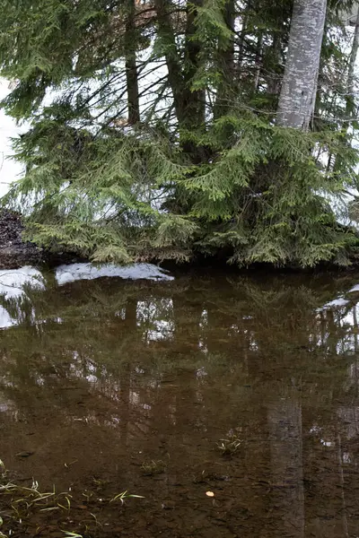 Ormanda ağaçlarla çevrili bir nehrin dikey görüntüsü.
