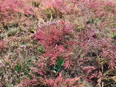 Parkta güzel sonbahar yaprakları
