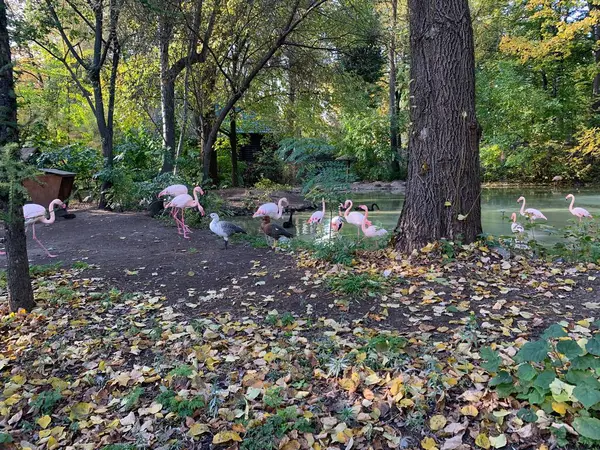 flock of flamingo in the park