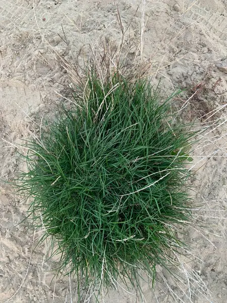 Bahçedeki yeşil çimenler