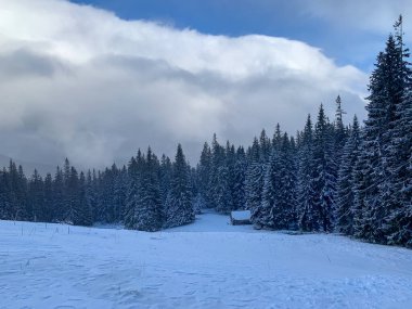 Karla kaplı ağaçlarla kaplı güzel kış manzarası