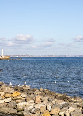 Kayalık bir kıyısı ve martısı olan deniz manzarası
