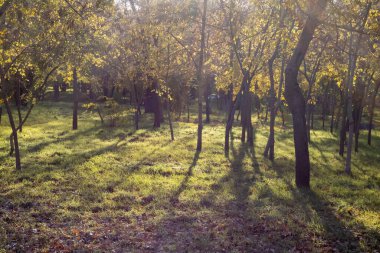 Sonbahar Parkı. Ağaçlardaki sarı yapraklar. Doğa manzarası