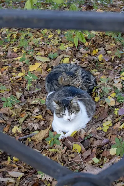 Bahçede bir kedi