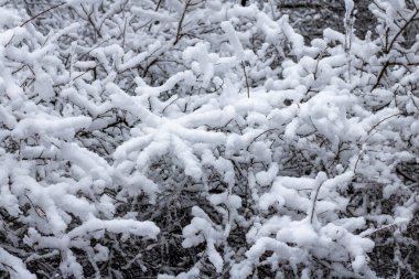 Karlı kış manzarası - ağaçlarla kaplı.