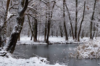 Karla kaplı nehri olan kış ormanı manzarası