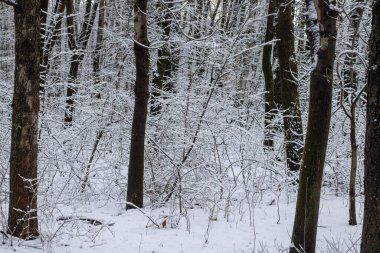 Karlı kış ormanı, karla kaplı ağaçlar