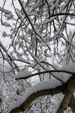 Ağaçların dalları kış ormanında beyaz karla kaplıdır.